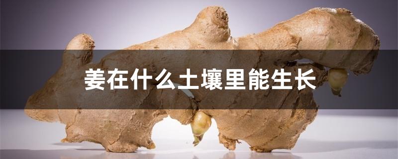 姜在什么土壤里能生长 姜在什么土壤里能生长