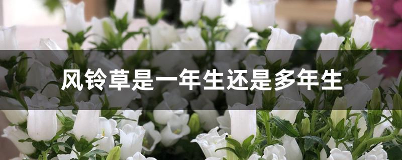 风铃草是一年生还是多年生 风铃草是一年生还是多年生