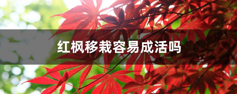 红枫移栽容易成活吗 红枫移栽容易成活吗