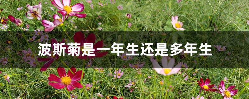 波斯菊是一年生还是多年生 波斯菊是一年生还是多年生