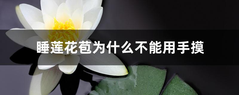 睡莲花苞为什么不能用手摸 睡莲花苞为什么不能用手摸