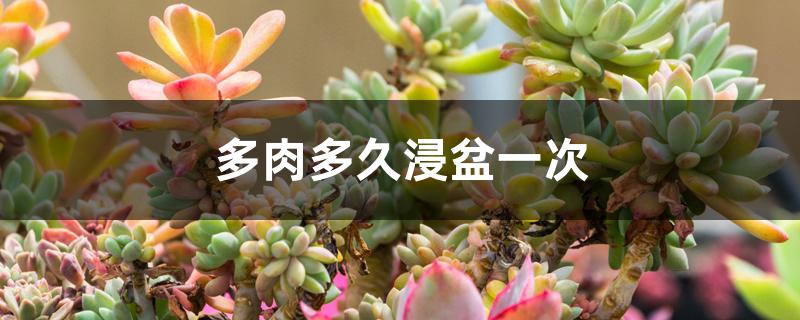 多肉多久浸盆一次 多肉多久浸盆一次