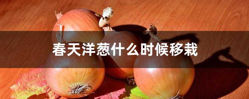 春天洋葱什么时候移栽 春天洋葱什么时候移栽