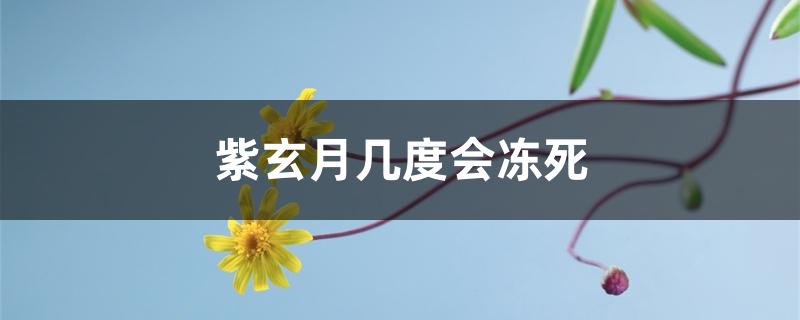 紫玄月几度会冻死 紫玄月几度会冻死