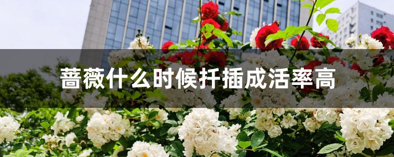 蔷薇什么时候扦插成活率高 蔷薇什么时候扦插成活率高