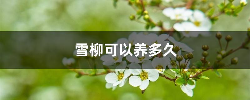 雪柳可以养多久 雪柳可以养多久