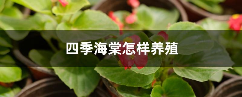 四季海棠怎样养殖 四季海棠怎样养殖