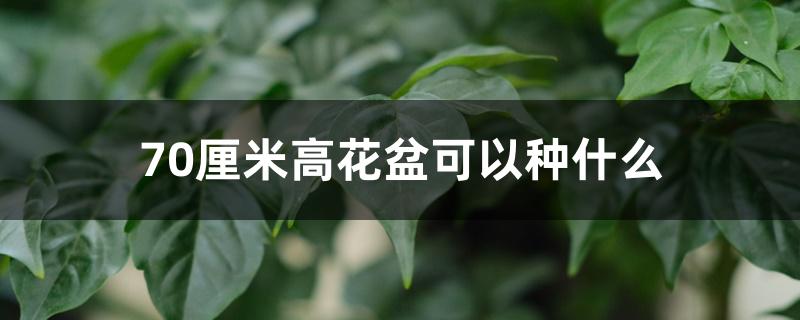 70厘米高花盆可以种什么 70厘米高花盆可以种什么