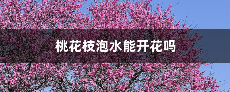桃花枝泡水能开花吗 桃花枝泡水能开花吗
