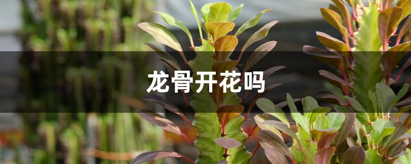 龙骨开花吗 龙骨开花吗