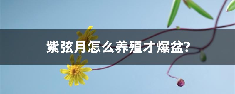 紫弦月怎么养殖才爆盆? 紫弦月怎么养殖才爆盆?
