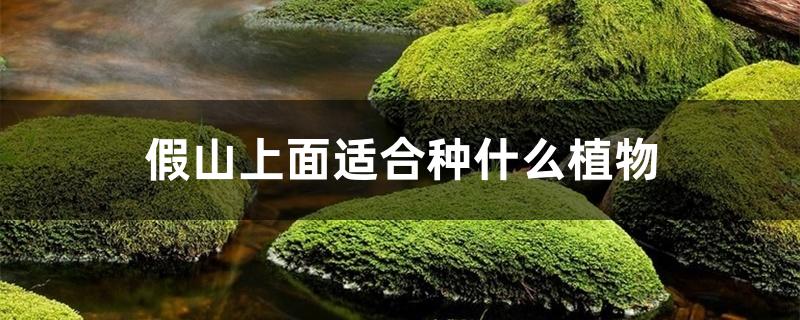 假山上面适合种什么植物 假山上面适合种什么植物
