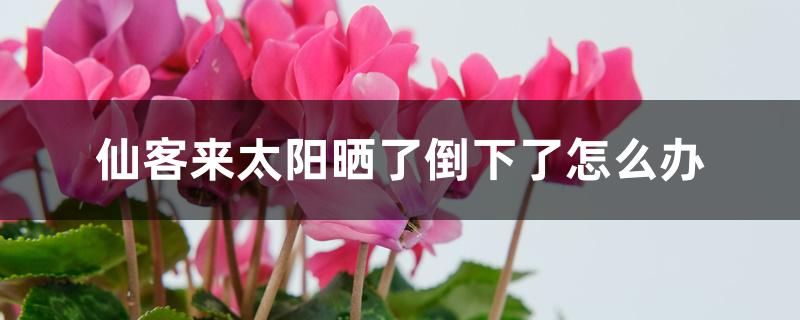 仙客来太阳晒了倒下了怎么办 仙客来太阳晒了倒下了怎么办