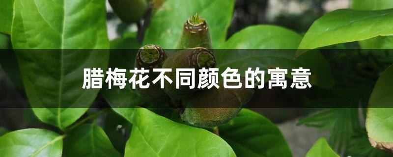 腊梅花不同颜色的寓意 腊梅花不同颜色的寓意