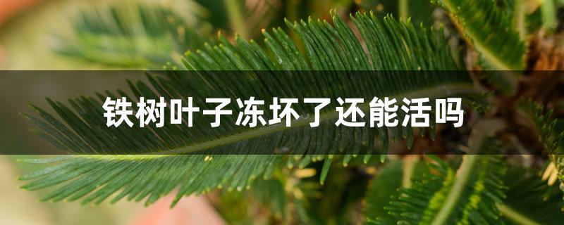 铁树叶子冻坏了还能活吗