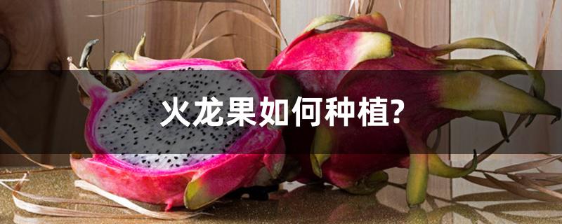 火龙果如何种植? 火龙果如何种植?