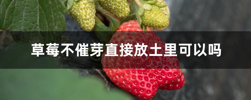 草莓不催芽直接放土里可以吗 草莓不催芽直接放土里可以吗