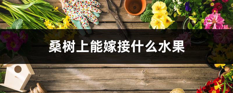 桑树上能嫁接什么水果 桑树上能嫁接什么水果