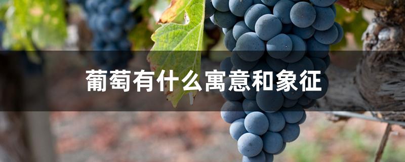 葡萄有什么寓意和象征 葡萄有什么寓意和象征