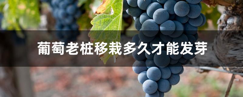 葡萄老桩移栽多久才能发芽 葡萄老桩移栽多久才能发芽
