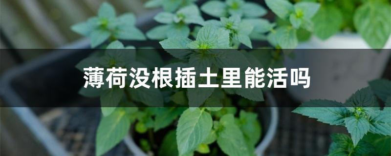 薄荷没根插土里能活吗 薄荷没根插土里能活吗