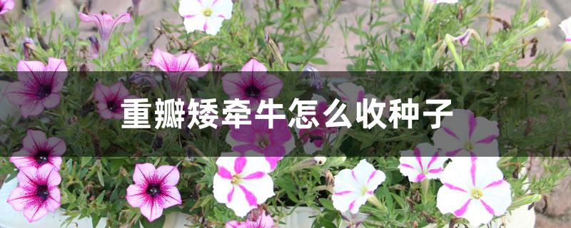 重瓣矮牵牛怎么收种子 重瓣矮牵牛怎么收种子