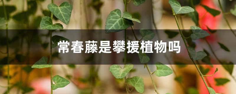 常春藤是攀援植物吗 常春藤是攀援植物吗