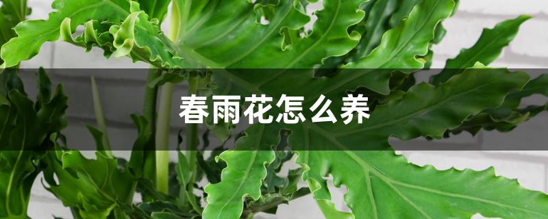 春羽花怎么养 春羽花怎么养