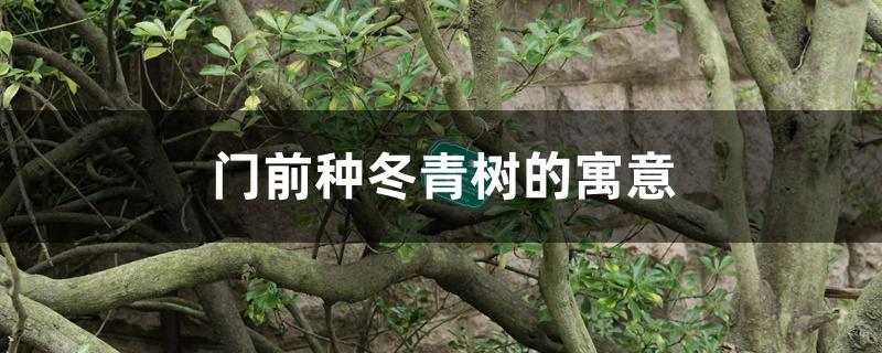 门前种冬青树的寓意 门前种冬青树的寓意