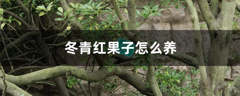 冬青红果子怎么养 冬青红果子怎么养