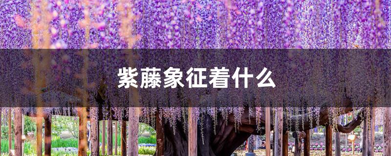 紫藤象征着什么 紫藤象征着什么
