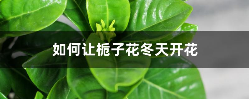 如何让栀子花冬天开花 如何让栀子花冬天开花