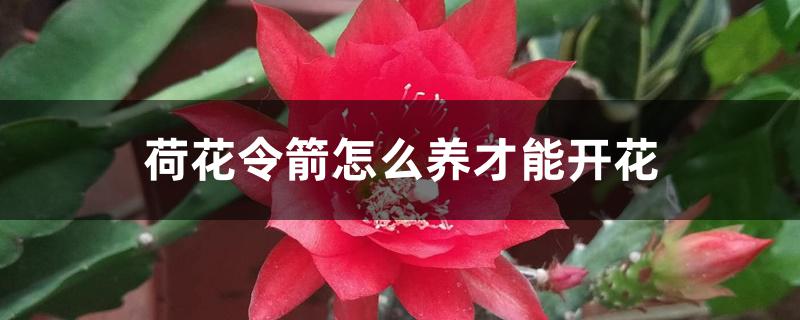 荷花令箭怎么养才能开花,如何催花 荷花令箭怎么养才能开花,如何催花
