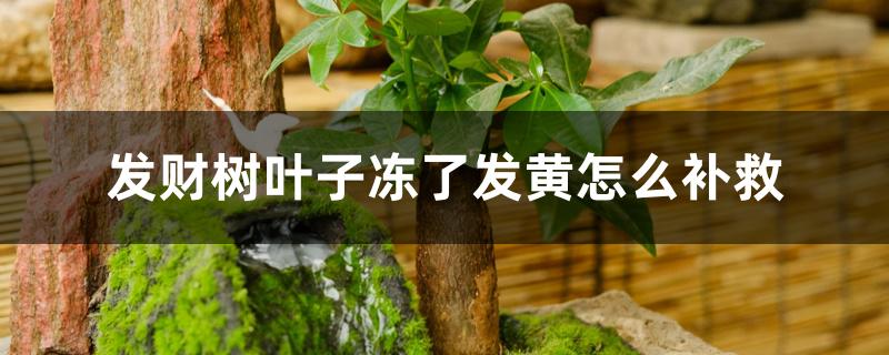 发财树叶子冻了发黄怎么补救