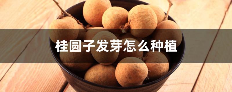 桂圆子发芽怎么种植 桂圆子发芽怎么种植