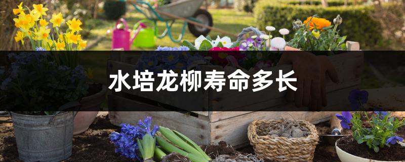 水培龙柳寿命多长