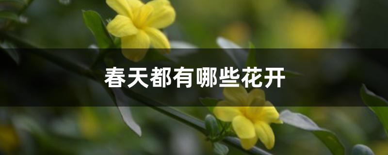春天都有哪些花开 春天都有哪些花开