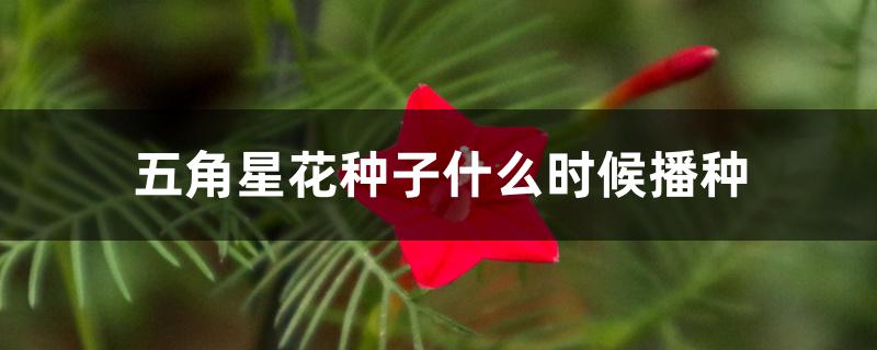 五角星花种子什么时候播种 五角星花种子什么时候播种
