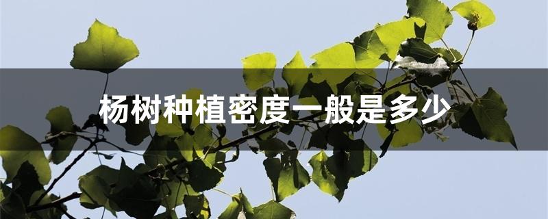 杨树种植密度一般是多少 杨树种植密度一般是多少