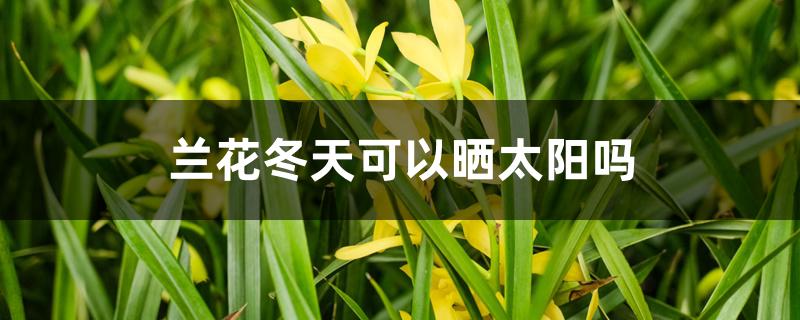 兰花冬天可以晒太阳吗 兰花冬天可以晒太阳吗