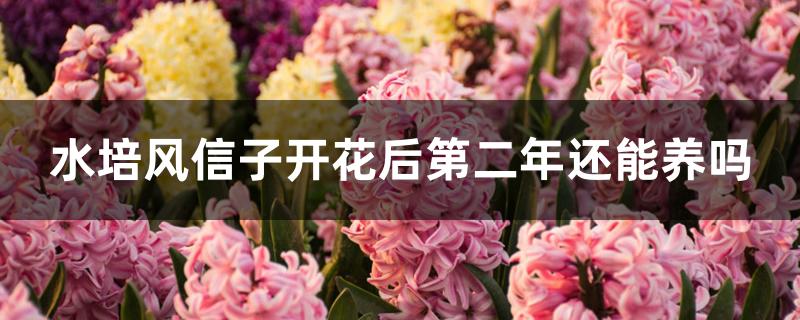 水培风信子开花后第二年还能养吗 水培风信子开花后第二年还能养吗