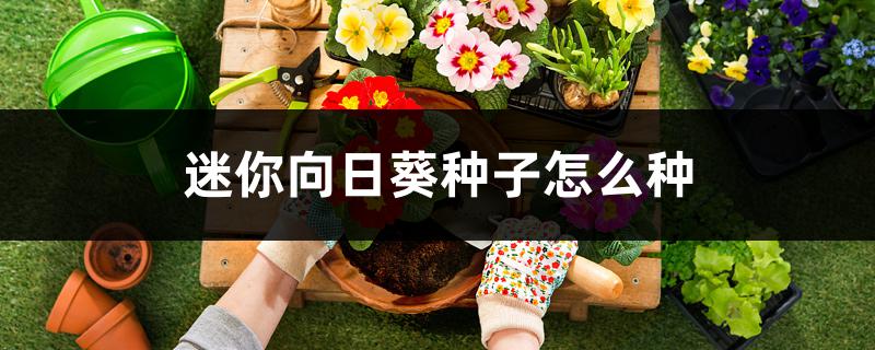 迷你向日葵种子怎么种 迷你向日葵种子怎么种