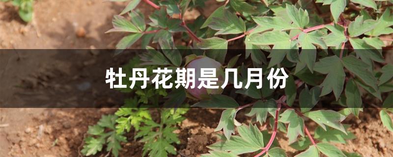 牡丹花期是几月份 牡丹花期是几月份