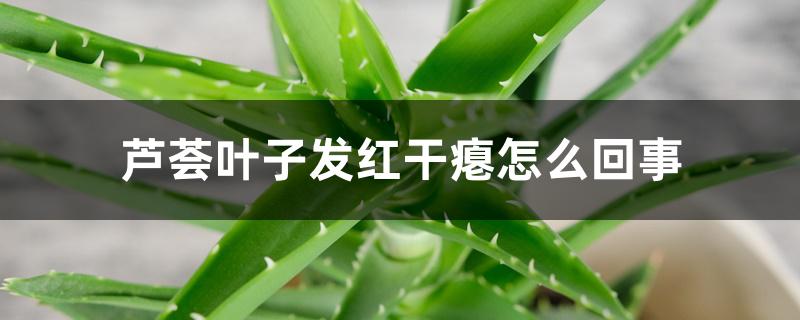 芦荟叶子发红干瘪怎么回事 芦荟叶子发红干瘪怎么回事