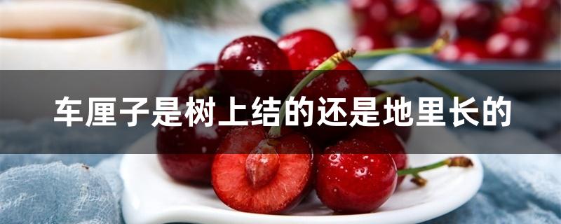 车厘子是树上结的还是地里长的 车厘子是树上结的还是地里长的