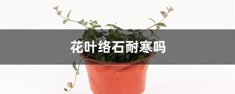 花叶络石耐寒吗 花叶络石耐寒吗