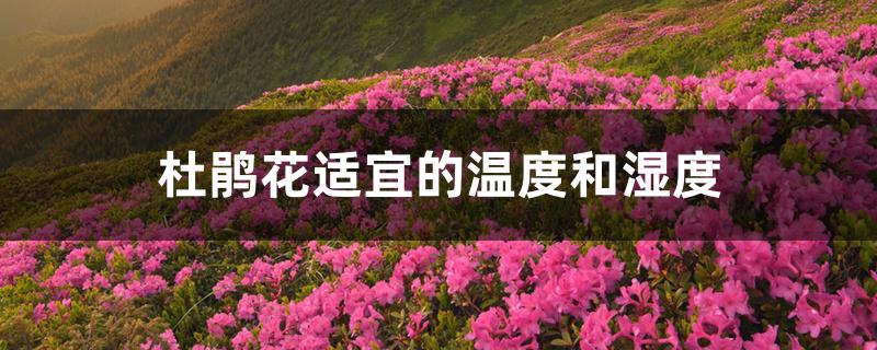 杜鹃花适宜的温度和湿度 杜鹃花适宜的温度和湿度