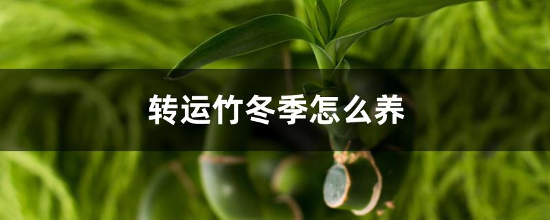 转运竹冬季怎么养 转运竹冬季怎么养