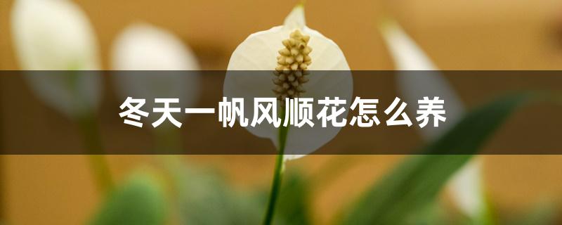 冬天一帆风顺花怎么养 冬天一帆风顺花怎么养