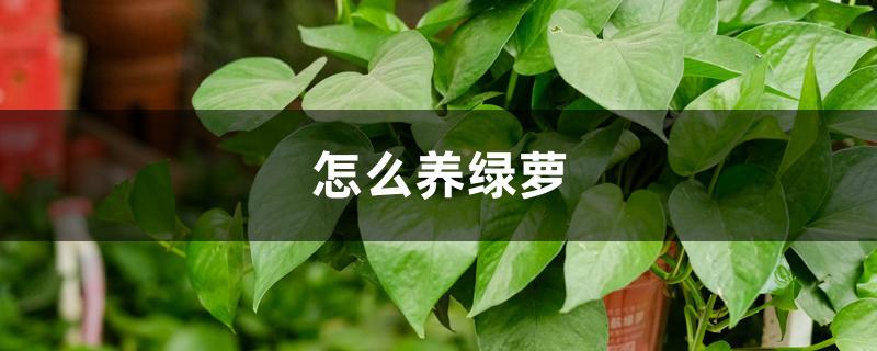 怎么养绿萝 怎么养绿萝